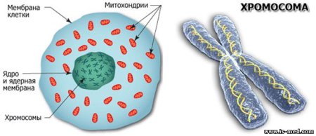 Формы хромосом