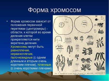 Строение хромосомы плечи