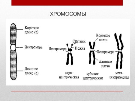 Хромосома рисунок