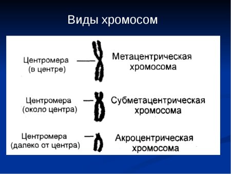 Типы метафазных хромосом человека