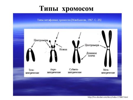 Строение хромосомы эукариотической клетки