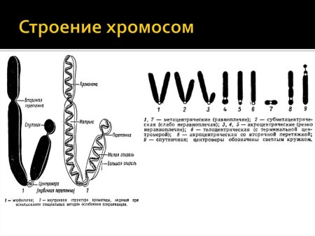Основные структуры хромосом