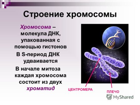 Генетика аллельные гены