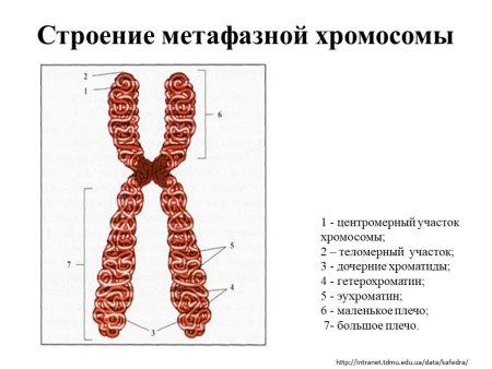 Уровни организации и компактизации ДНК