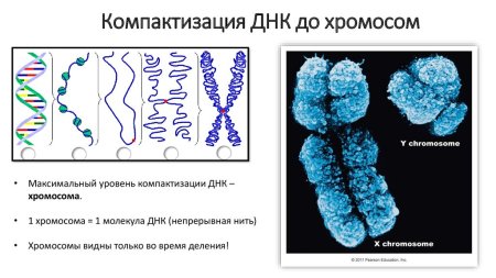 Графическое изображение хромосом
