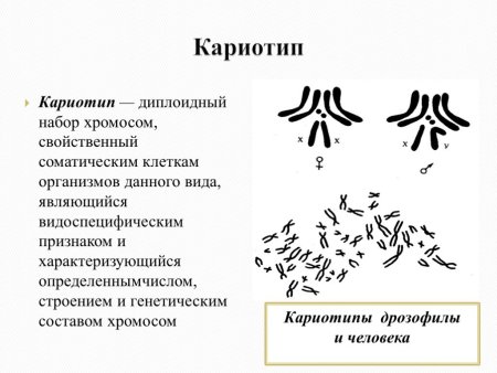 Хроматин хроматиды хромосомы
