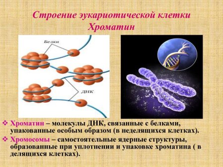 Изображение Гена в хромосоме