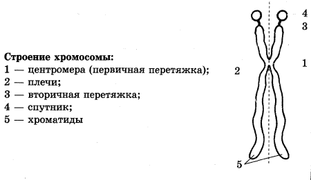 Клетка хромосома ДНК ген