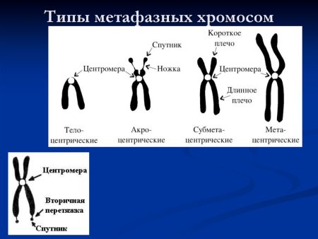 Разновидности хроматина