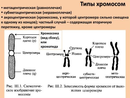 ДНК хромосомы центромера