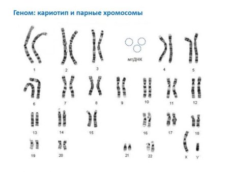 Из чего состоит ген человека