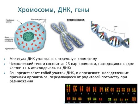 Хромосома хромосома хромосома