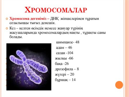 Центромера рисунок