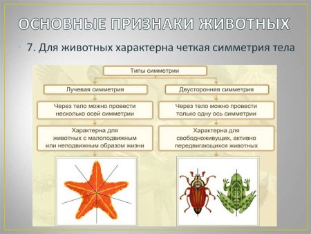 Радиальная и лучевая симметрия тела
