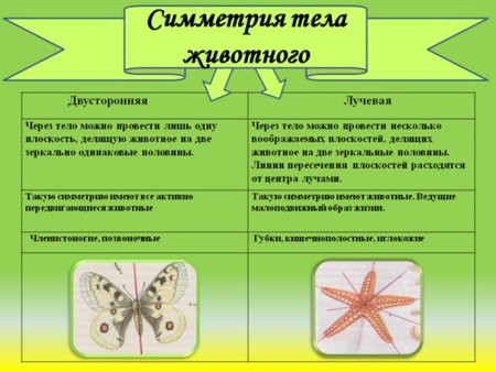Типы симметрии в биологии