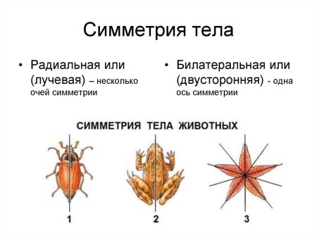 Типы симметрии животных