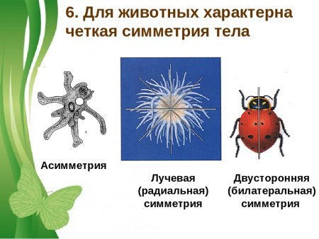 Типы симметрии в биологии