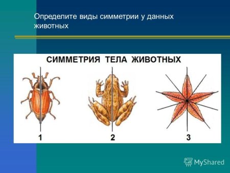 Билатеральная симметрия тела у животных