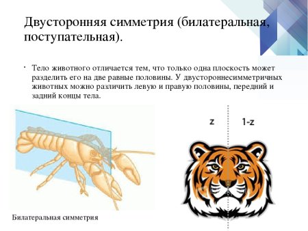 Типы симметрии биология 7 класс