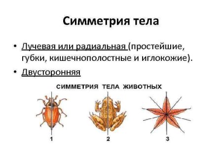 Двусторонняя симметрия