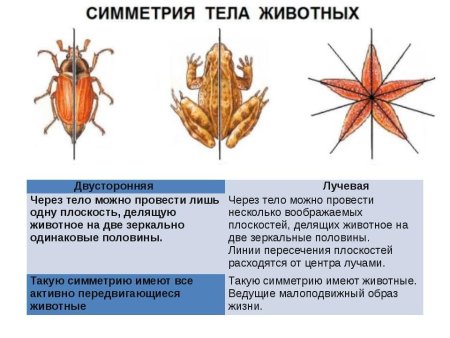Типы симметрии животных