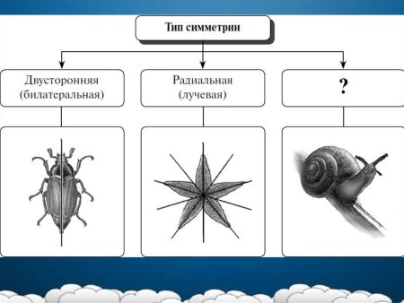 Типы симметрии двусторонняя радиальная