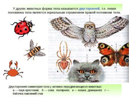 Типы симметрии