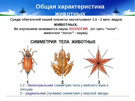 Симметрия телаивотных.