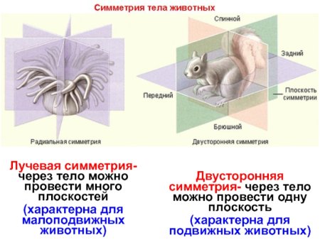 Симметрия (биология)
