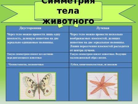 Двусторонняя симметрия у животных