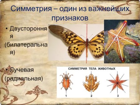 Типы симметрии у животных биология 7 класс