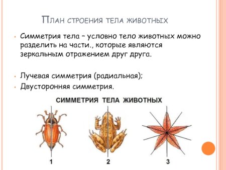 Зеркальная симметрия у животных