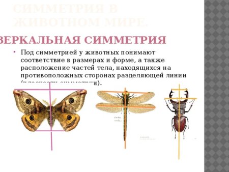 Типы симметрии животных