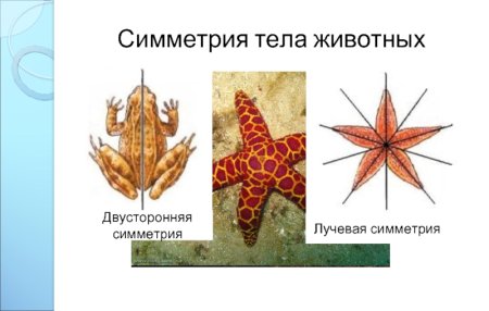 Двусторонняя симметрия у животных