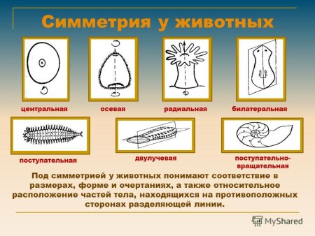 Лучевая симметрия