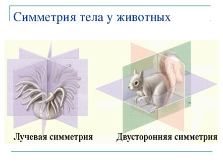 Билатеральная симметрия тела