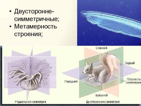 Тип симметрии насекомых