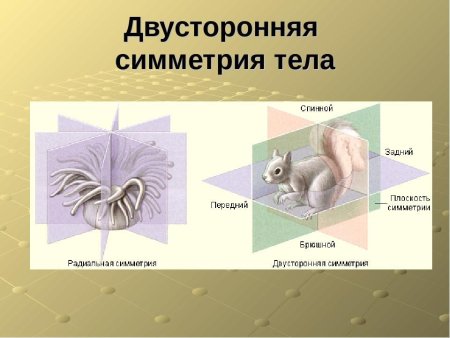 Лучевая симметрия у животных