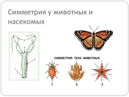 Двусторонняя симметрия тела у животных