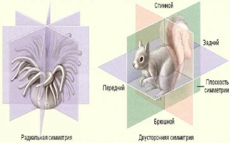 Белая планария лучевая симметрия
