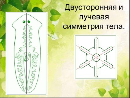 Животные с радиальной симметрией
