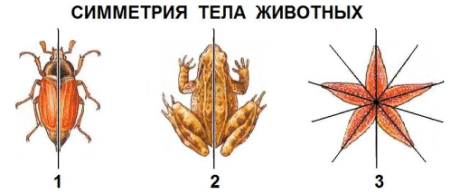Примеры зеркальглц симметрии