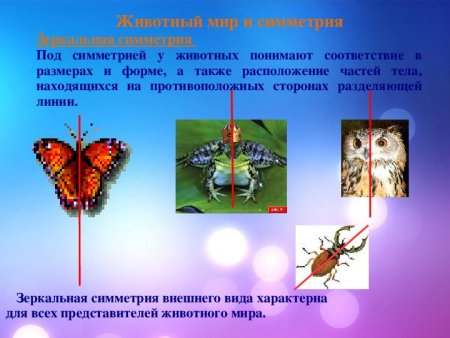 Осевая симметрия у животных