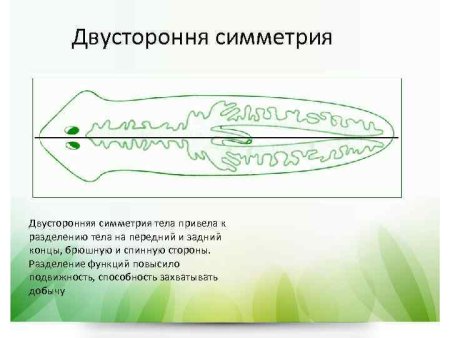 Билатеральная симметрия тела у животных