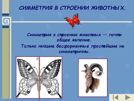 Симметрия в природе презентация