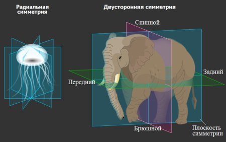 Двусторонне симметричные животные