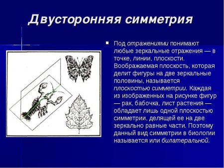 Двусторонне симметричные животные