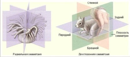 Типы симметрии