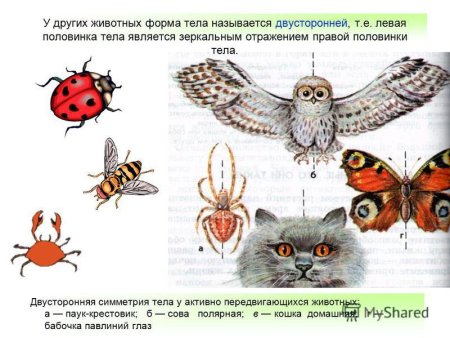 Лучевая симметрия тела у животных