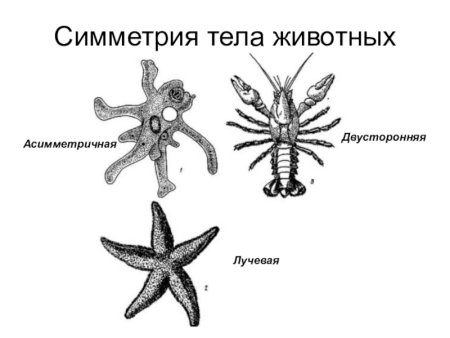 Медуза симметрия тела